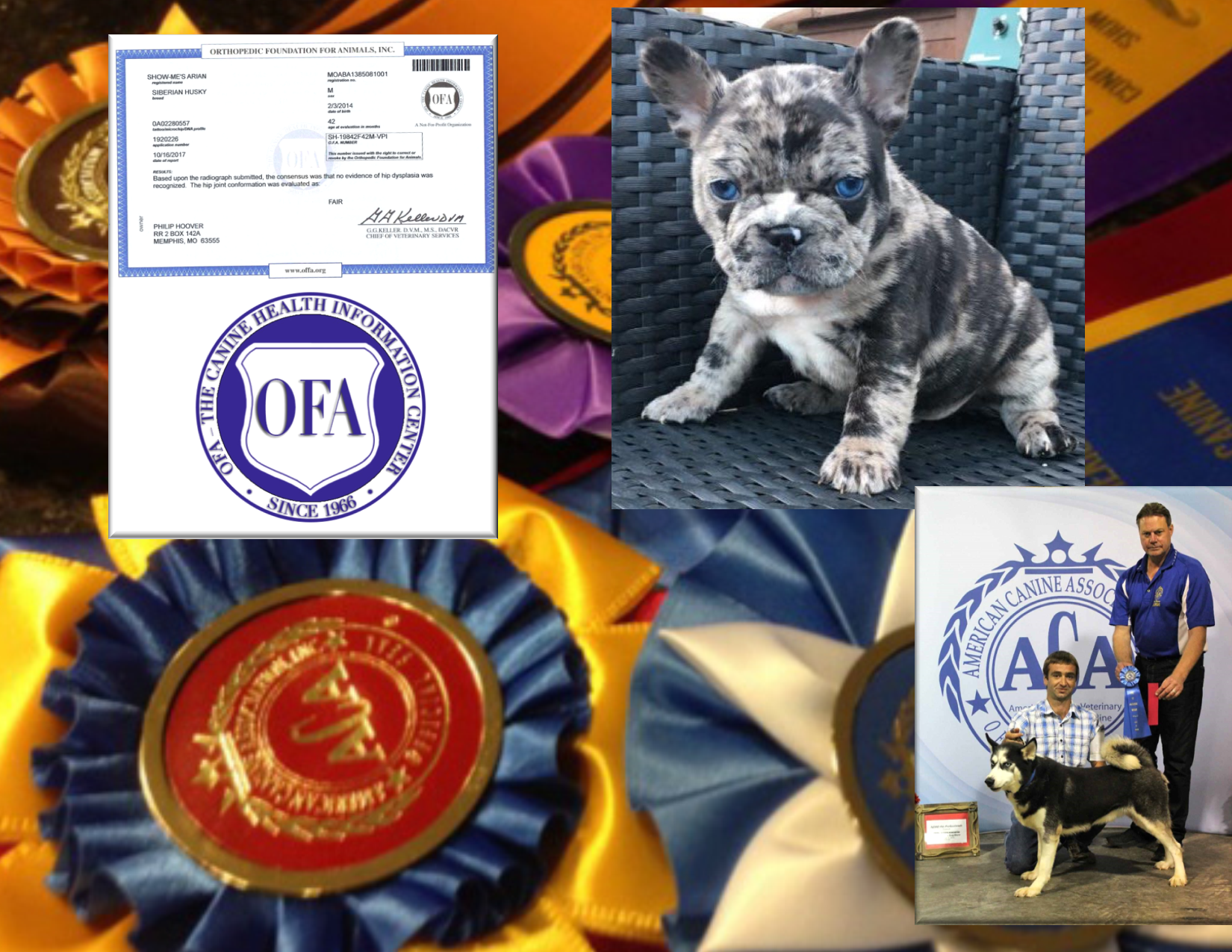 philip, hoover, ofa, dog, breeder, usda, memphis, mo, missouri, philip-hoover, dog-breeder, 43-A-5673, 43A5673, pet, store, puppy, mill, puppymill, show, breeders, kennels, breeds